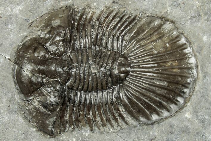 Detailed Scabriscutellum Trilobite - Morocco #359139
